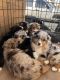 Australian Shepherd Puppies for sale in Salinas, CA, USA. price: $500