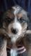 Australian Shepherd Puppies for sale in Pueblo West, CO 81007, USA. price: $500