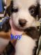 Australian Shepherd Puppies for sale in Six Mile, SC, USA. price: NA