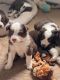 Australian Shepherd Puppies for sale in Forsyth, MT 59327, USA. price: $875