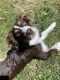 Australian Shepherd Puppies for sale in Gwinn, MI 49841, USA. price: $400