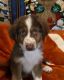 Australian Shepherd Puppies for sale in Dallas-Fort Worth Metropolitan Area, TX, USA. price: NA