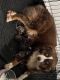 Australian Shepherd Puppies for sale in Fort Myers, FL 33905, USA. price: $1,200