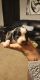 Australian Shepherd Puppies for sale in Hope Mills, NC, USA. price: $2,000