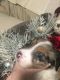Australian Shepherd Puppies for sale in Farmerville, LA 71241, USA. price: $500