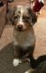 Australian Shepherd Puppies for sale in Middletown, NY 10940, USA. price: $950