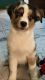 Australian Shepherd Puppies for sale in Oneonta, NY 13820, USA. price: $2,200