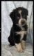 Australian Shepherd Puppies for sale in Riverside, CA, USA. price: NA