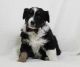 Australian Shepherd Puppies for sale in Littlerock, CA 93543, USA. price: $1,000
