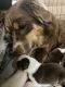 Australian Shepherd Puppies for sale in Napa Valley, CA, USA. price: $1,200