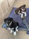 Australian Shepherd Puppies for sale in Gardnerville, NV, USA. price: $500