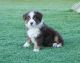 Australian Shepherd Puppies for sale in Littlerock, CA 93543, USA. price: $1,500
