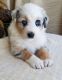 Australian Shepherd Puppies for sale in Daytona Beach, FL, USA. price: $700