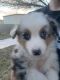 Australian Shepherd Puppies for sale in Hobbs, NM, USA. price: $700