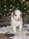 Australian Shepherd Puppies for sale in Waco, TX, USA. price: NA