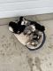 Australian Shepherd Puppies for sale in Hobbs, NM, USA. price: NA