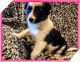 Australian Shepherd Puppies for sale in Grants Pass, OR, USA. price: $50,000