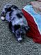 Australian Shepherd Puppies for sale in Beech Grove, IN, USA. price: NA
