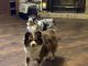 Australian Shepherd Puppies for sale in Denison, TX, USA. price: $200