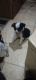 Australian Shepherd Puppies for sale in Delhi, CA 95315, USA. price: $200
