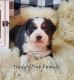 Australian Shepherd Puppies for sale in Sarcoxie, MO 64862, USA. price: $650