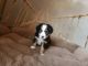 Australian Shepherd Puppies for sale in Evergreen, CO 80439, USA. price: NA