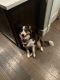 Australian Shepherd Puppies for sale in 2785 161 St, Surrey, BC V3S 0B6, Canada. price: $1,699