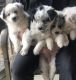 Australian Shepherd Puppies for sale in Tulare, CA 93274, USA. price: $500