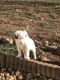 Australian Shepherd Puppies for sale in Newnan, GA, USA. price: NA