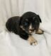 Australian Shepherd Puppies for sale in Seminole, TX 79360, USA. price: $800