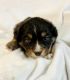 Australian Shepherd Puppies for sale in Seminole, TX 79360, USA. price: $800