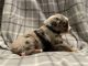 Australian Shepherd Puppies for sale in Yates Center, KS 66783, USA. price: $400
