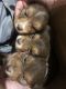Australian Shepherd Puppies for sale in Green Bay, WI, USA. price: NA
