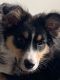 Australian Shepherd Puppies for sale in Parker, CO, USA. price: $400