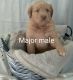 Australian Shepherd Puppies for sale in Topeka, IN 46571, USA. price: NA