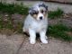 Australian Shepherd Puppies for sale in New York, NY, USA. price: NA