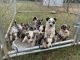 Australian Shepherd Puppies for sale in Lewisburg, TN 37091, USA. price: NA