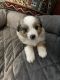 Australian Shepherd Puppies for sale in The Woodlands, TX, USA. price: NA