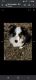 Australian Shepherd Puppies for sale in Altamont, TN 37301, USA. price: $100