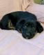 Australian Shepherd Puppies for sale in Mountain Home, ID 83647, USA. price: $500