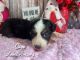 Australian Shepherd Puppies for sale in Dibble, OK, USA. price: $650