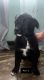 Australian Shepherd Puppies for sale in Strathmore, CA 93267, USA. price: $200