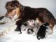 Australian Shepherd Puppies for sale in Cochran, GA 31014, USA. price: NA