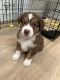 Australian Shepherd Puppies for sale in Oakland, CA, USA. price: NA