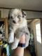 Australian Shepherd Puppies for sale in Cortez, CO 81321, USA. price: NA