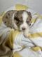 Australian Shepherd Puppies for sale in 90 Wedgewood Dr, Burnside, KY 42519, USA. price: NA