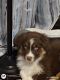 Australian Shepherd Puppies for sale in Ohatchee, AL 36271, USA. price: NA