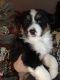Australian Shepherd Puppies for sale in Nicktown, PA 15762, USA. price: $350