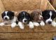 Australian Shepherd Puppies for sale in Greenville, MI 48838, USA. price: $600