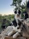 Australian Shepherd Puppies for sale in Pohoiki Rd, Hawaii 96778, USA. price: NA